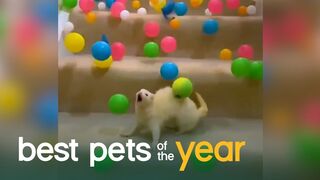 Top 20 Exotic Pets | Best Pets Of The Year 2020