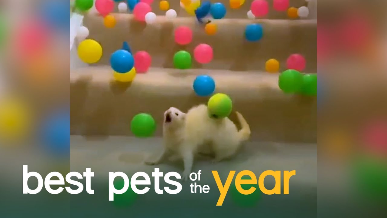 Top 20 Exotic Pets | Best Pets Of The Year 2020