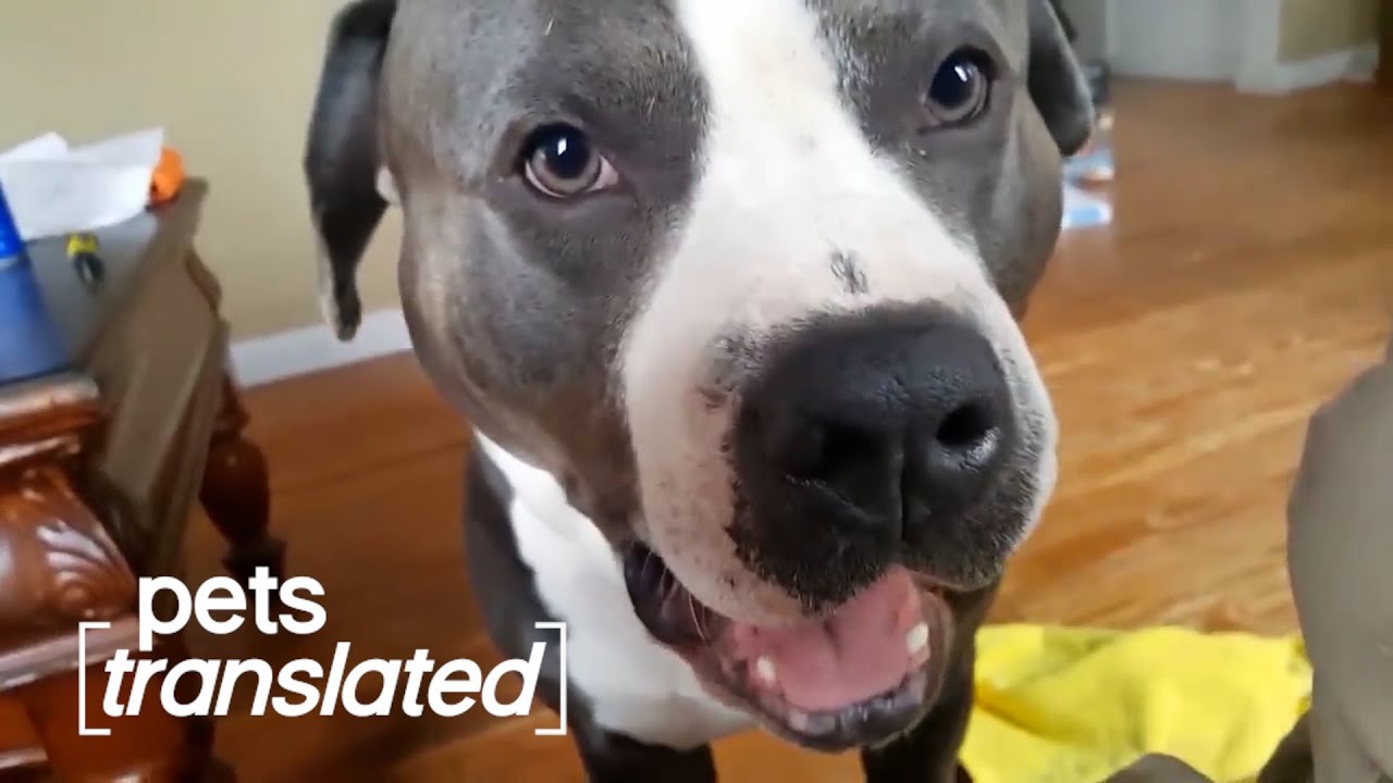 The Very Best of Pets Translated: Vol. 2