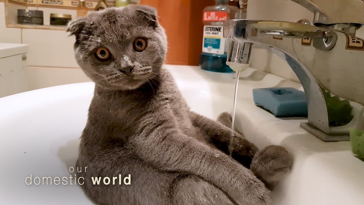 Social Distancing Pets | Our Domestic World