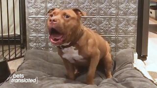 Pets "Sing" Imagine | Pets Translated