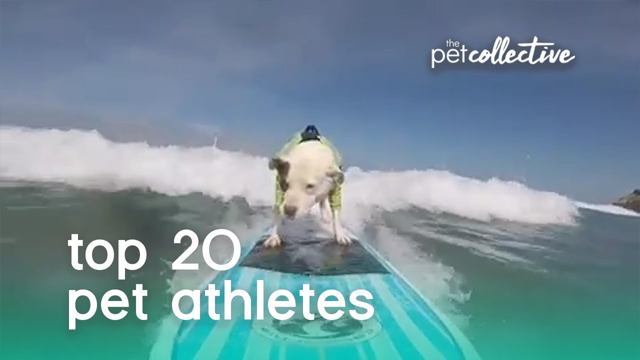 Best Pets of the Year: Top 20 Pet Athletes | The Pet Collective