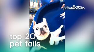Best Pets of the Year: Top 20 Pet Fails | The Pet Collective