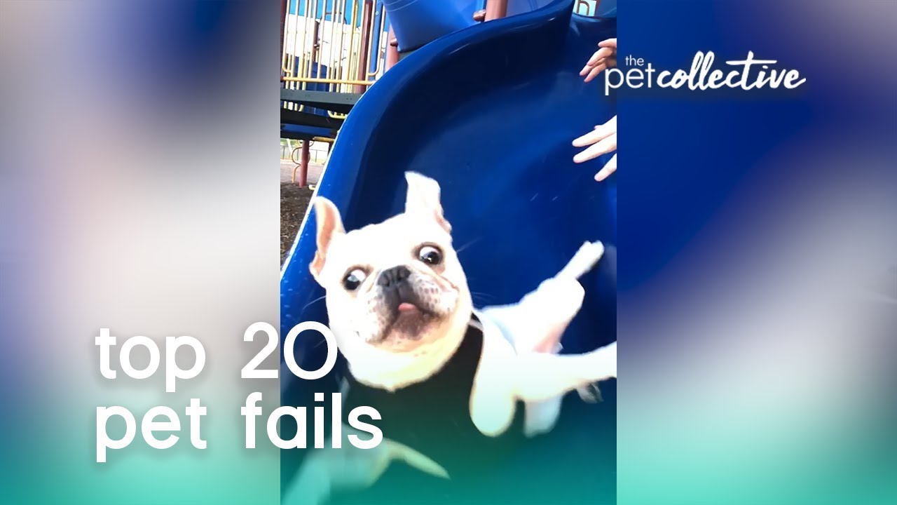 Best Pets of the Year: Top 20 Pet Fails | The Pet Collective