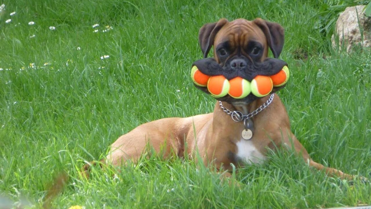 Cats and Dogs Playing Fetch 
