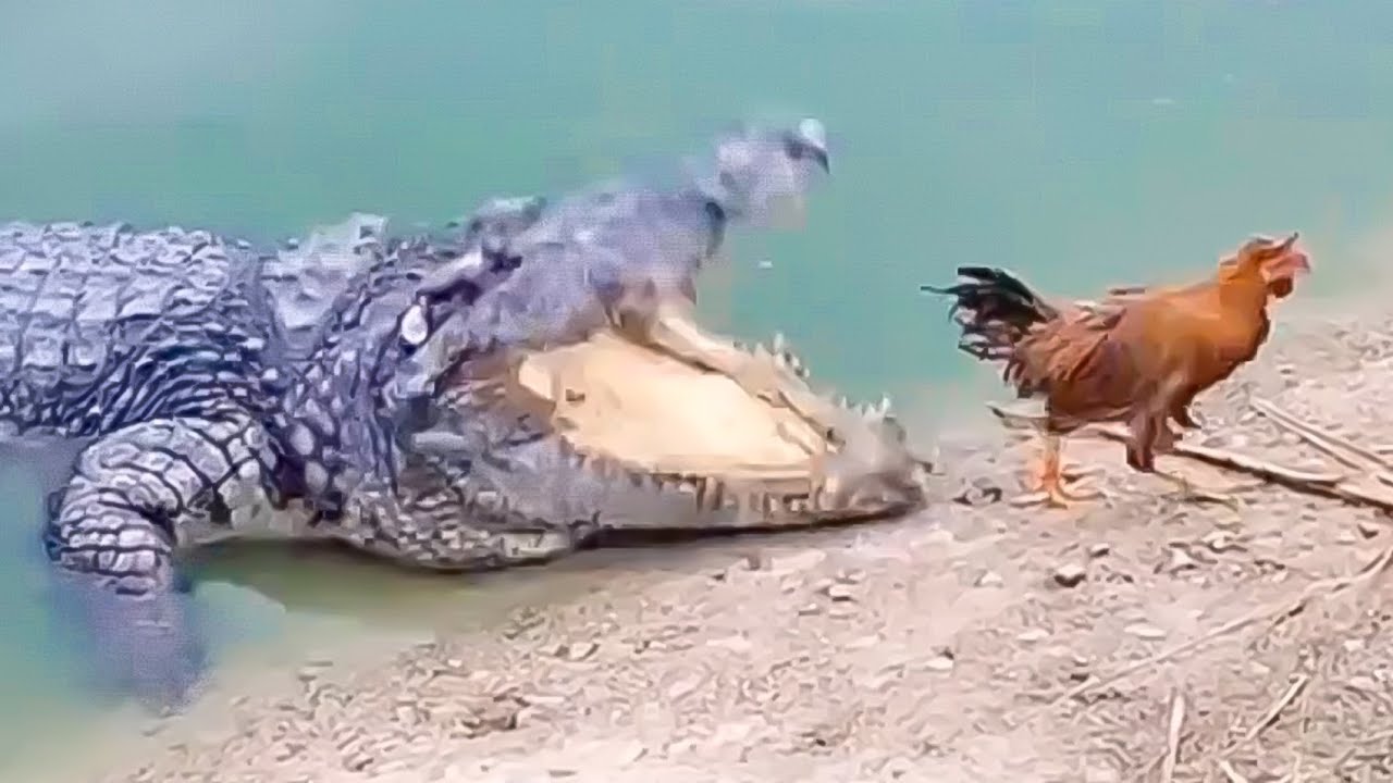 ANIMALS THAT MESSED WITH THE WRONG OPPONENT
