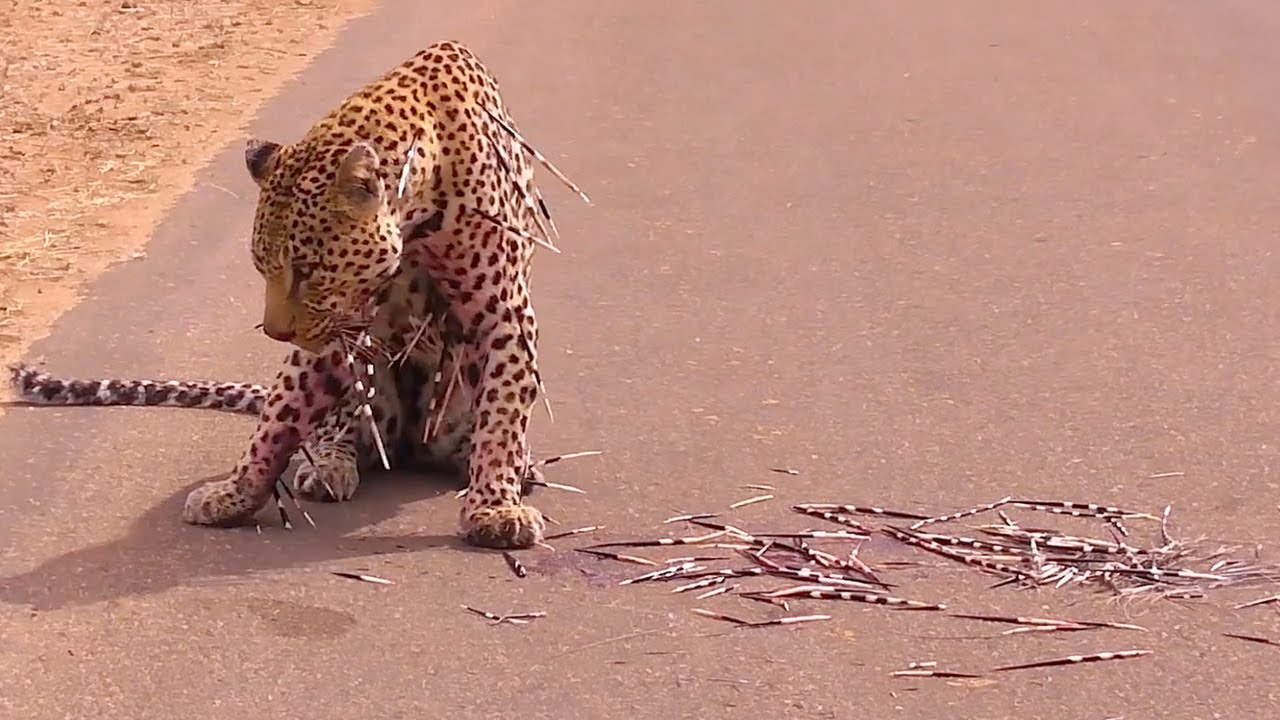 40 TIMES ANIMALS THAT MESSED WITH THE WRONG OPPONENT