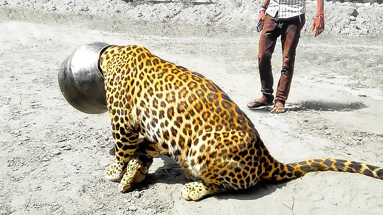 30 ANIMALS THAT ASKED PEOPLE FOR HELP